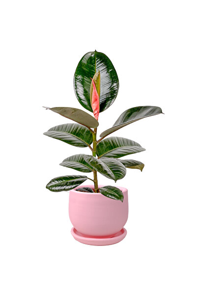 Fidanburada Kauçuk - (Ficus Elastica Robusta) Curvy Pembe Saksılı