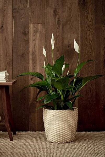 Garden Online Spathiphyllum Chopin - Barış Çiçeği Canlı Salon Bitkisi 40 - 60 cm
