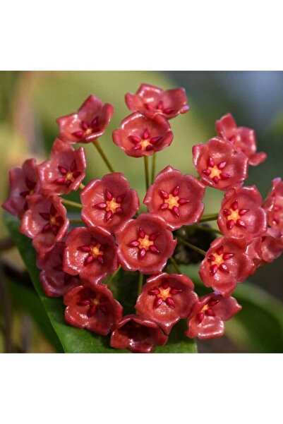 BitkiTÜRK -3 Adet Hoya mum çiçeği fidesi 10 cm
