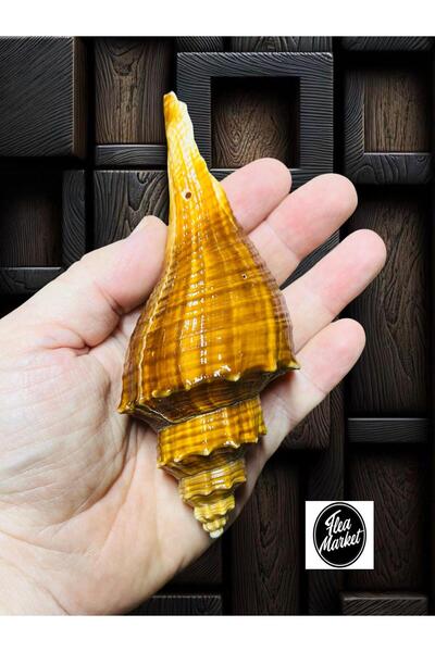 Artdeco Πραγματικό κοχύλι 2 τεμαχίων - Valentino - (Διάτρητο)