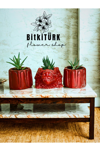 BitkiTÜRK Bakır Efektli Ejderha & Kaktüs Seti – 3 Huwarthia | Beton Saksıda Ö...