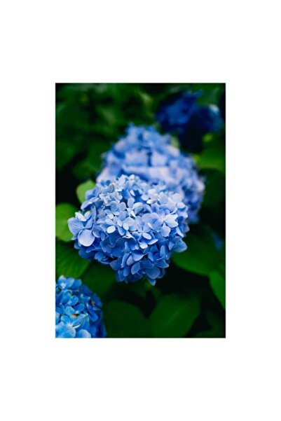 OEM Pictură pe pânză - Hortensii albastre în grădina de vară