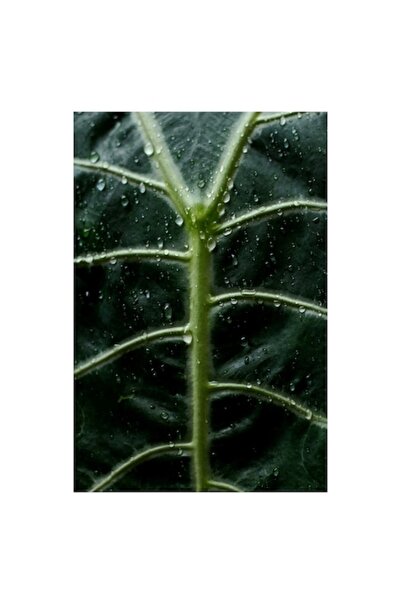 OEM Pictură pe pânză, „Frunză strălucind în ploaie rece”, Verde, Natură, 50 x...