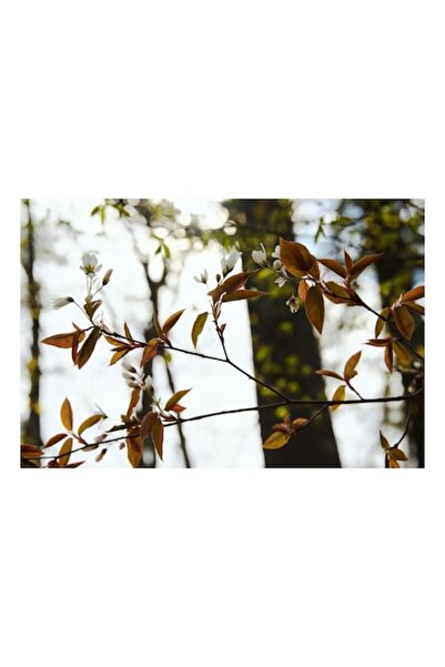 OEM Pictură pe pânză, „Boboci și flori de primăvară în pădure”, 39 x 26 cm