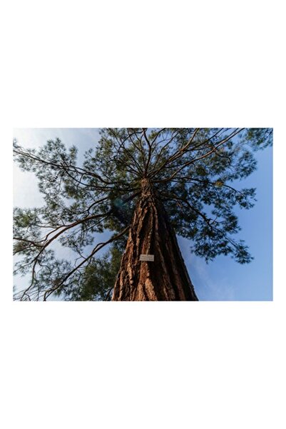 OEM Pictură pe pânză, „Fascinația copacului uriaș sub soare”