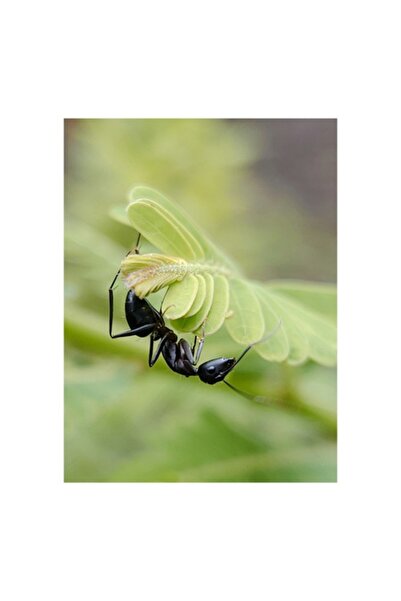 OEM Tablou Canvas, 'Furnica si frunza misterioasa de primavara', 50 x 90cm