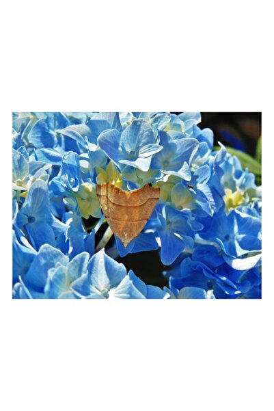 OEM Tablou Canvas, 'Fluture ascuns printre hortensii albastre', 70 x 50cm