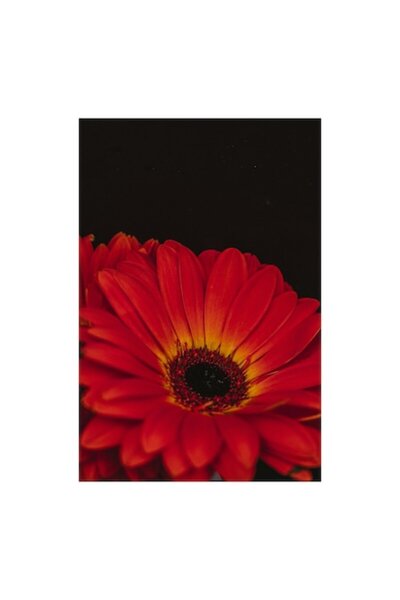 OEM Pictură pe pânză „Gerbera în lumină întunecată”, Floare roșie, Petale, Co...
