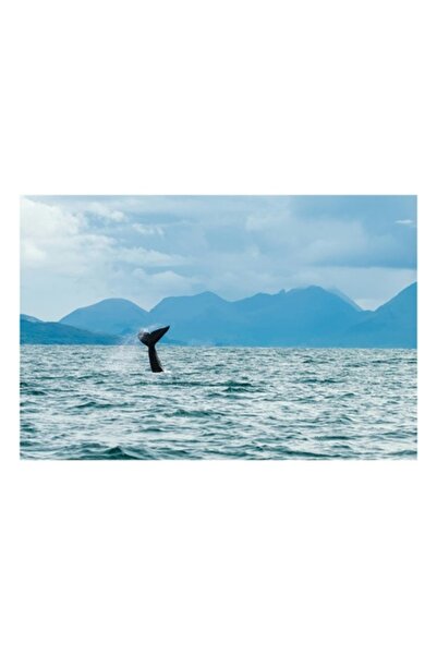 OEM Tablou Canvas, Coada balenei in largul marii, 150 x 100cm