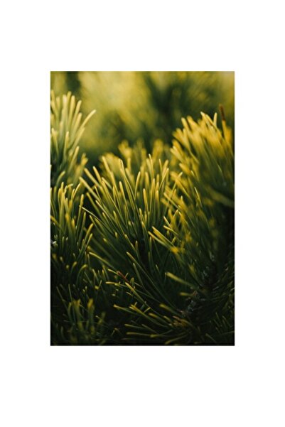 OEM Pictură pe pânză, „Strălucirea misterioasă a ramurilor de pin”, Natură, V...