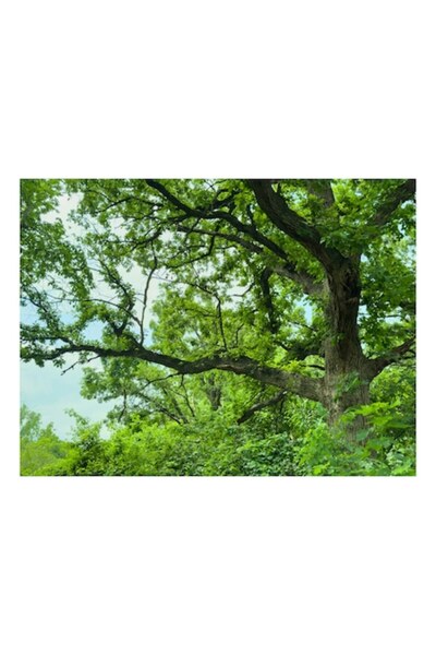 OEM Pictură pe pânză, „Umbre verzi sub crengi bătrâne”, Copac, Frunziș, Verde...