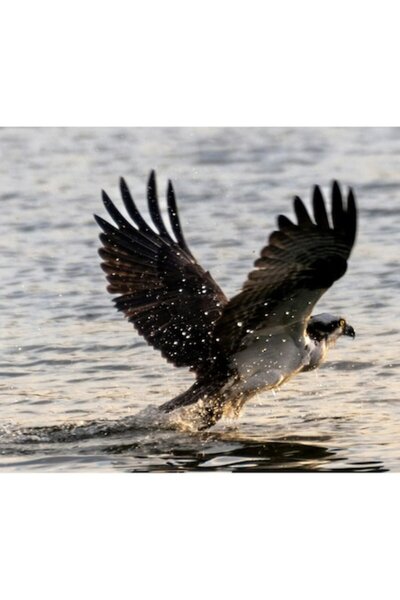 OEM Tablou Canvas, "Pasarea razboinica a apelor argintii", 39 x 26cm