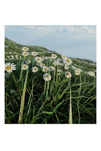 OEM Tablou Canvas Premium cu Peisaj de Camp de Margarete