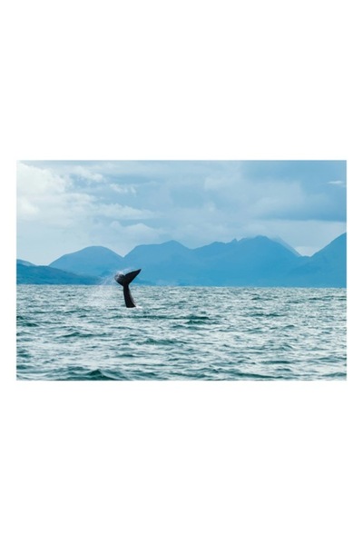 OEM Tablou Canvas, "Coada balenei in largul marii", 54 x 39cm