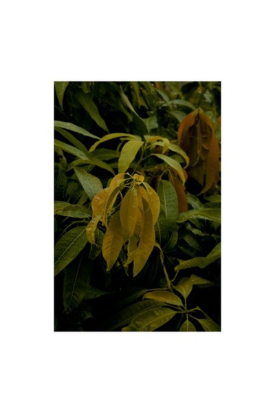 OEM Tablou Canvas, "Frunze timpurii sub lumina difuza", Frunze, Verzi, Galbene, Umezeala, Natura, Vegeta