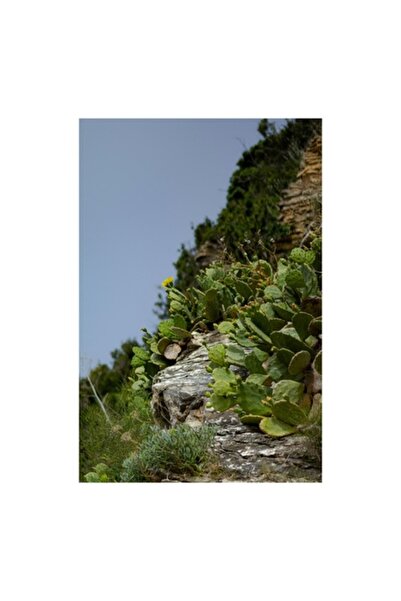 OEM Pictură pe pânză, „Cactuși înflorind pe o stâncă însorită”, Verde, Peisaj