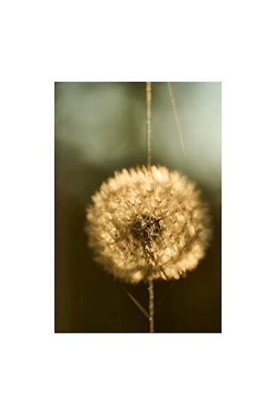 OEM Pictură pe pânză „Visul unei păpădii la apus”, delicată, aurie, fragilă, ...