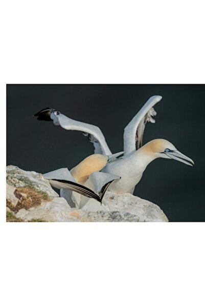 OEM Pictură pe pânză, „Păsări pregătindu-se pentru zborul oceanic”, 150 x 100 cm