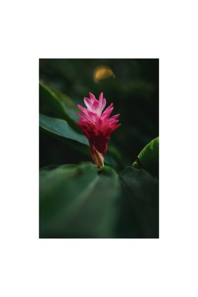 OEM Tablou Canvas, 'Floare exotica in amurg verde', Floare, Exotica, Roz, Frunze, Verde, Lumina, Mister,