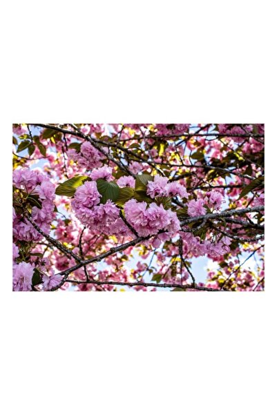 OEM Tablou Canvas, Splendoarea primaverii roze, 150 x 100 cm