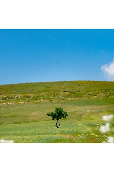 OEM Pictură pe pânză, „Copac singuratic în câmp deschis”
