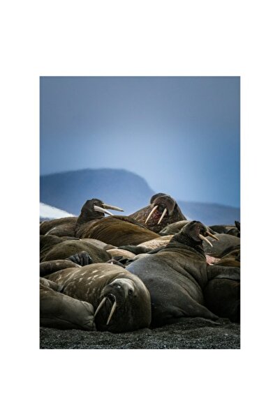 OEM Pictură pe pânză, „Morse care se odihnesc în zona polară”