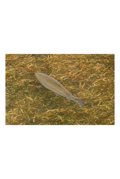 OEM Pictură pe pânză „Păstrăv în apă limpede și iarbă”, Pește, Apă, Iarbă, Nu...