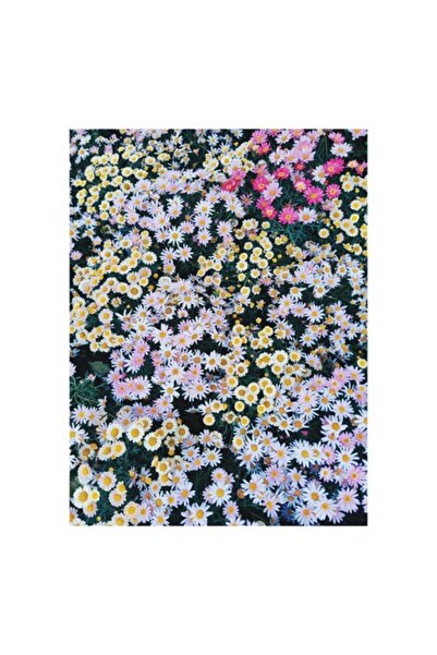 OEM Pictură pe pânză, „Câmp cu flori multicolore înflorite”, 26 x 39cm