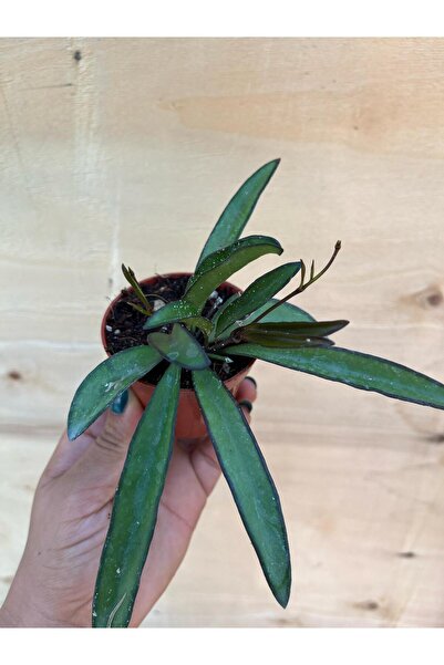 nazlı çiçekçilik Hoya Wayetii Mum Çiçeği