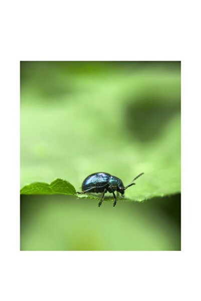 OEM Tablou Canvas, "Gandac stralucitor pe frunza verde", 70 x 100cm