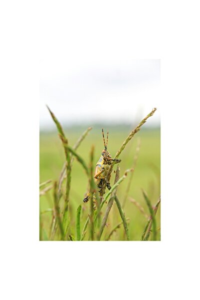 OEM Tablou Canvas - 'Lacusta in iarba sub soarele cald'