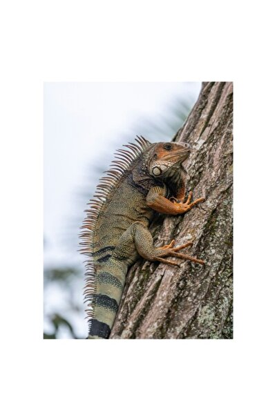 OEM Tablou Canvas, "Iguana cocotata pe trunchiul copacului", 50 x 90cm