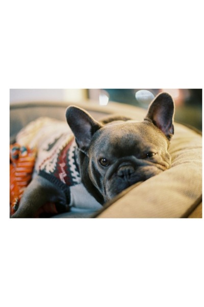 OEM Tablou Canvas, „Un câine relaxat într-un pulover confortabil”, Bulldog, 1...