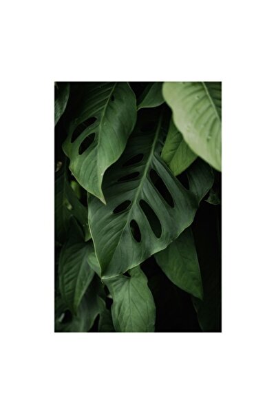 OEM Tablou Canvas, Frumusetea misterului vegetal luxuriant, Frunze, Verde, Mo...