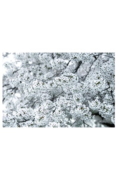 OEM Tablou Canvas, "Primavara in floare albastruie", 100 x 100cm