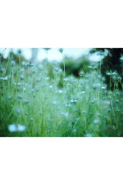 OEM Tablou Canvas, 'Dance diafana in lumina diminetii', Flori, Verde, Estompat, Delicat, Natura, Seninat