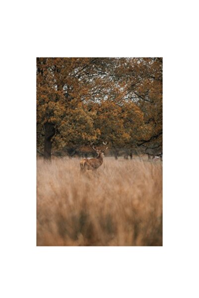 OEM Tablou Canvas, "Cerbul in padurea de toamna", 50 x 90cm