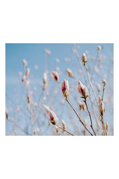 OEM Pictură pe pânză, „Boboci roz sub cer senin”, Flori, Ramuri, Primăvară, M...