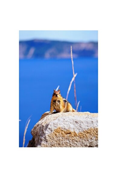 OEM Tablou Canvas Premium - Veverita pe Stanca cu Fundal Oceanic