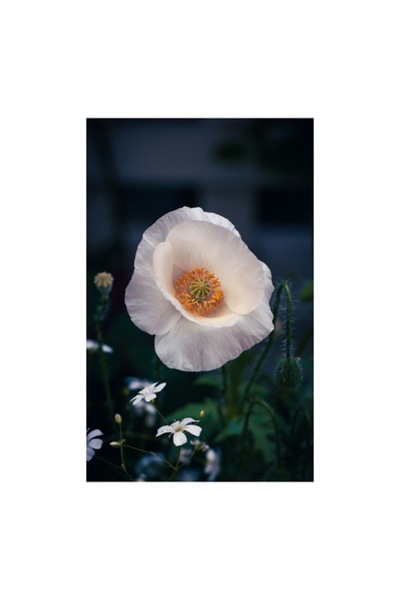 OEM Tablou Canvas Premium cu Mac Alb