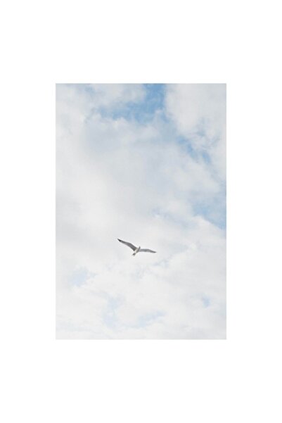 OEM Tablou Canvas - 'Pescarus in zbor liber pe cer'