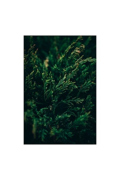 OEM Tablou Canvas, 'Spirala verde a naturii viguroase'