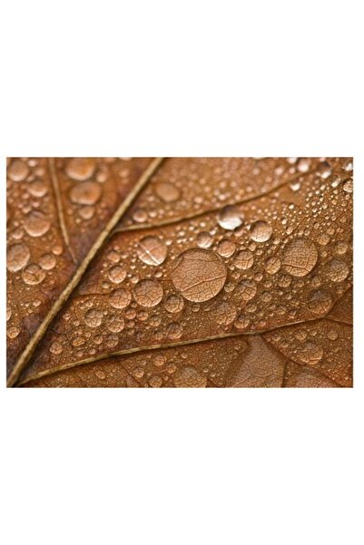 OEM Tablou Canvas, "Picaturi de roua pe frunza toamna", 100 x 70cm