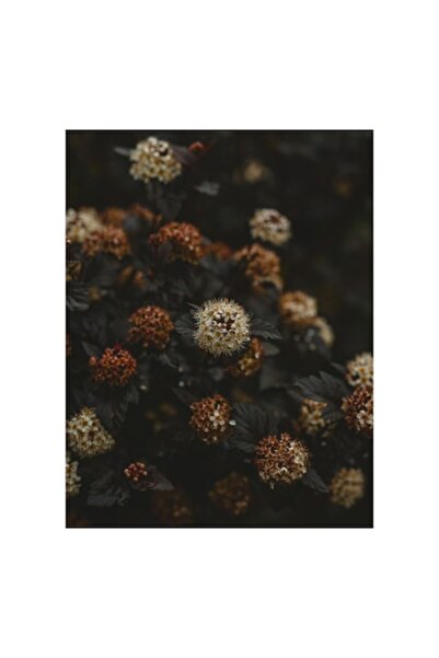 OEM Pictură pe pânză „Flori misterioase în amurgul de toamnă”