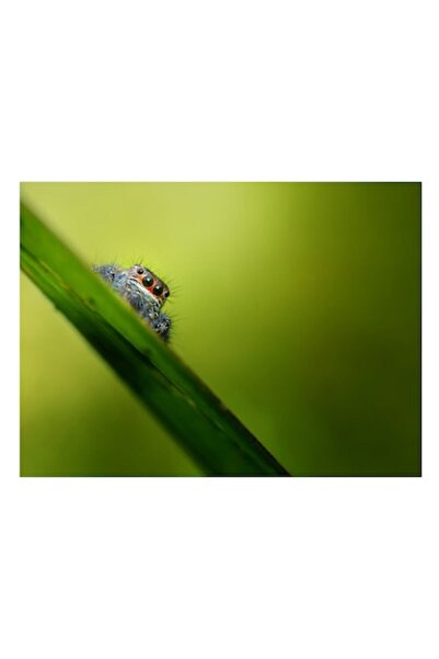 OEM Pânză Tablou, „Păianjen curios pe frunză verde”, 90 x 50cm