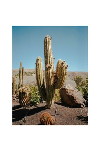 OEM Tablou Canvas, "Cactusi sub cer senin", 50 x 90cm