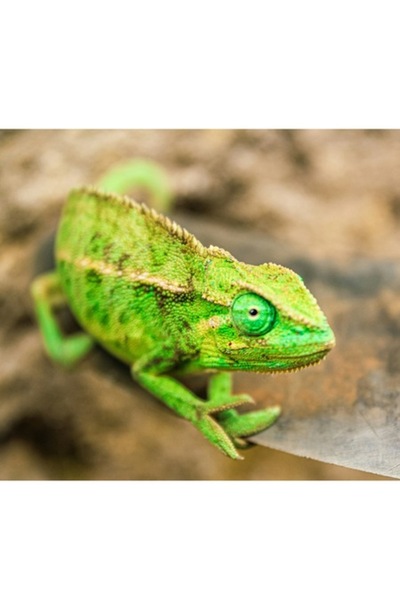 OEM Pictură pe pânză, „Cameleon curios pe o lamă strălucitoare”, Verde, Solzi...