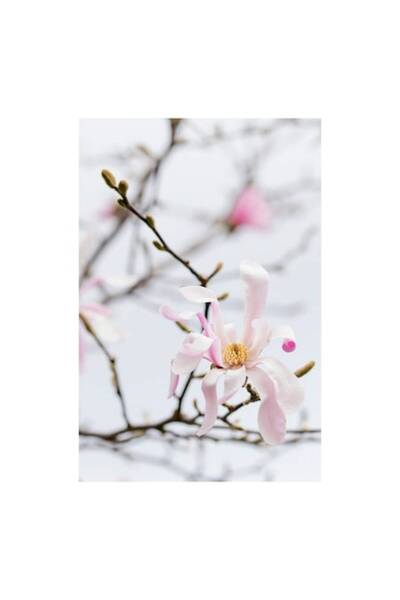 OEM Tablou Canvas, 'Magnolie delicata inflorita primavara', 50 x 70cm