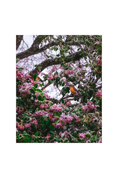 OEM Tablou Canvas, 'Stol de pasarele printre flori roz', Flori, Frunze, Ramur...