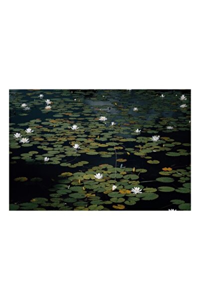 OEM Pictură pe pânză, „Liniștea lacului cu nuferi albi”, Flori, Natură, 70 x ...